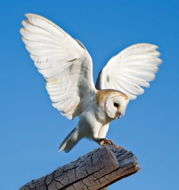 barn owl (1)