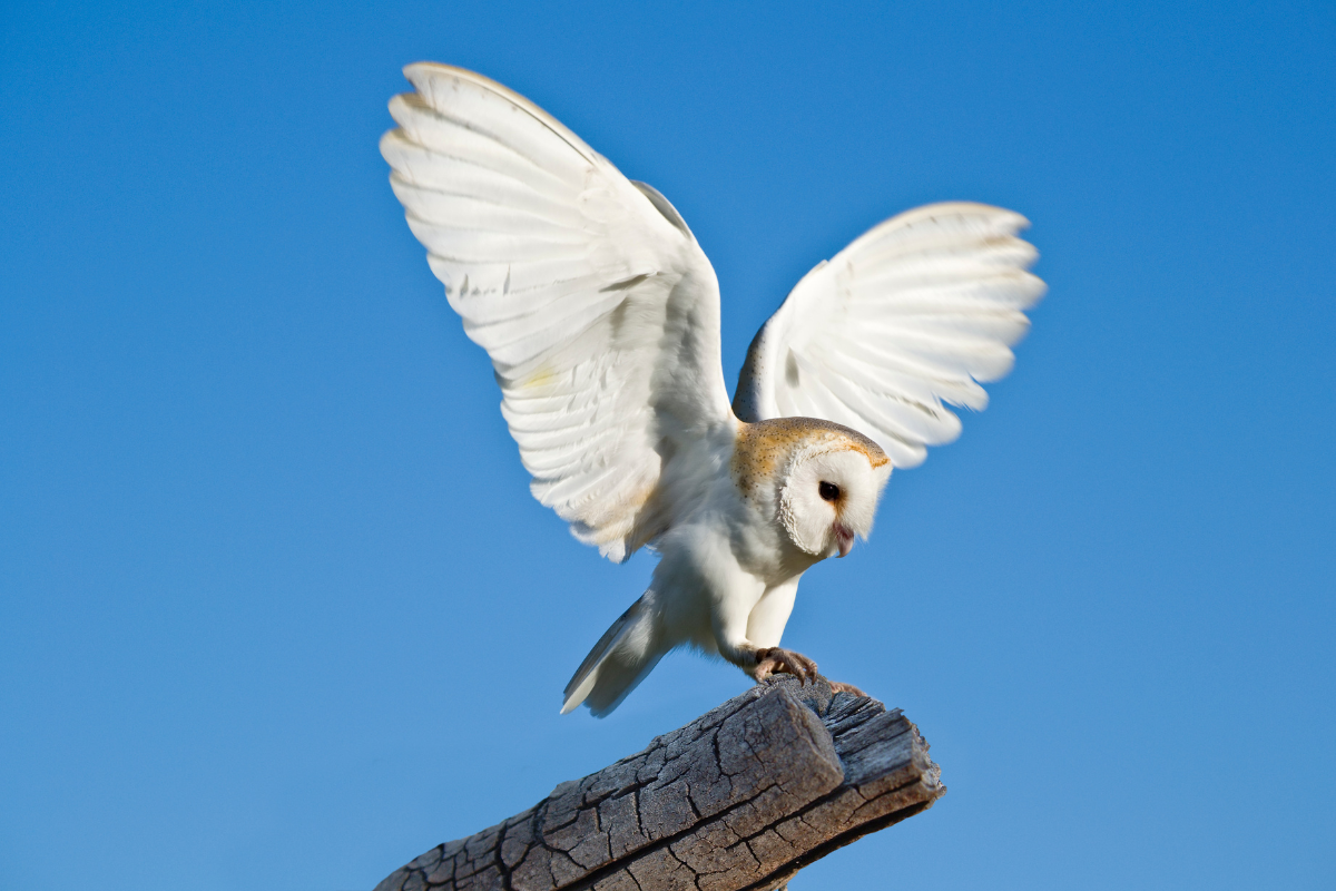 barn owl (1)