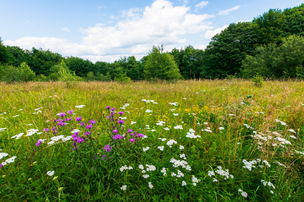 species-rich meadow