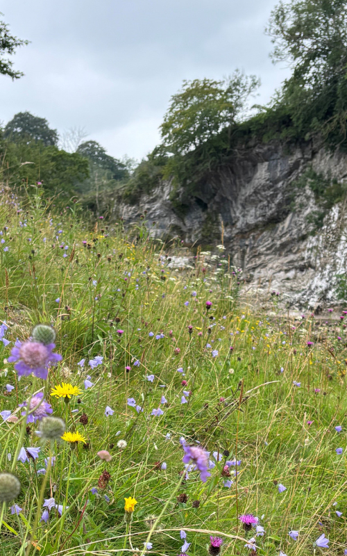 wild flowers